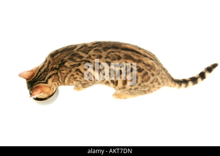 Gatto bengala a mangiare cibo da cat topview Foto Stock