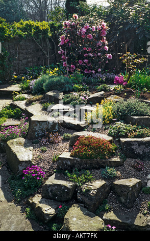 Un piccolo rhododendron è una funzione chiave in una piccola città giardino rockery in primavera Foto Stock