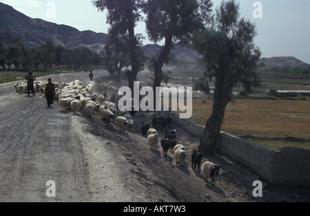 Pecora su strada polverosa a Jalalabad Afghanistan Foto Stock