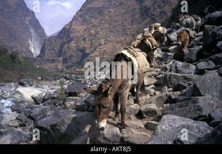 Donkey roulotte su gradini rocciosi sentiero di Annapurna Nepal Foto Stock