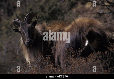 Il tahr capre di montagna al di sotto di Tangboche Solu Khumbu Nepal Foto Stock