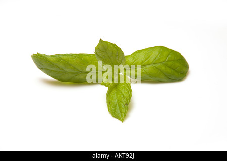 Rametto di menta isolato su un bianco di sfondo per studio Foto Stock