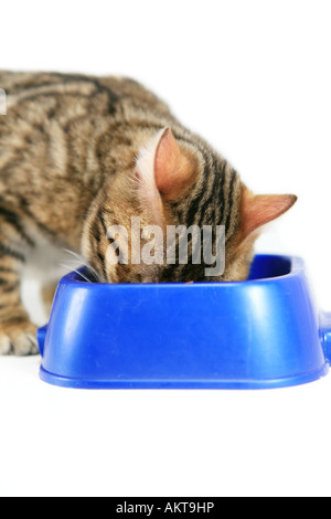 Gatto bengala mangiare dal piatto isolato su bianco Foto Stock