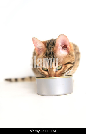 Gatto bengala a mangiare cibo da può essere isolato su bianco Foto Stock