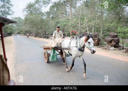 Un lavoro duro pony trasporta i tronchi di banane per alimentazione, Angkor, Cambogia Foto Stock