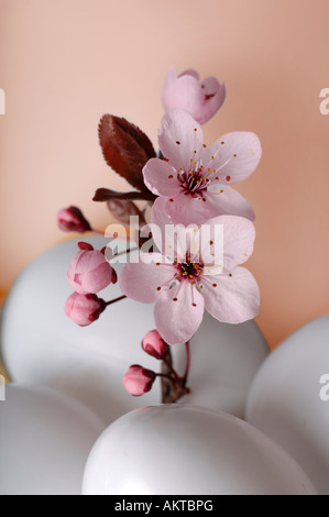 Le uova di pasqua con fiori di ciliegio, close-up Foto Stock