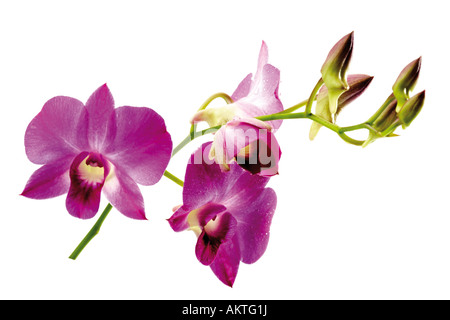 Orchidea (Orchidaceae), close-up Foto Stock