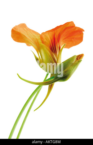 I nasturzi fiori, close-up Foto Stock