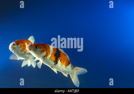 KOI carp koifish Cyprinus carpio goldfish mano alimentata alimentazione 2 due Foto Stock