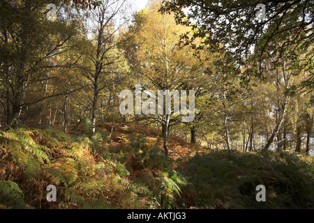 Bosco in autunno colori, Loch Achility Foto Stock