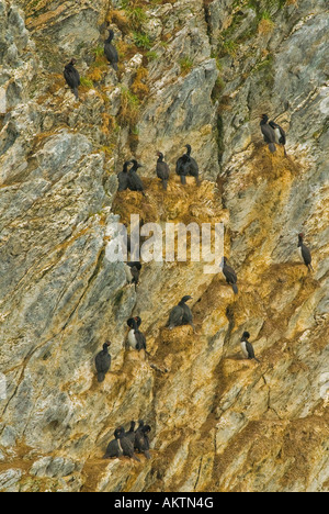 Cormorani lungo la baia di Lapataia vicino a Ushuaia, Argentina Foto Stock