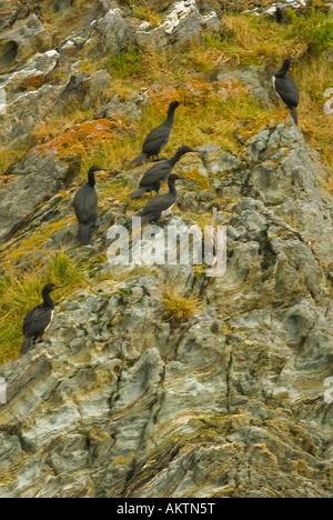 Cormorani lungo la baia di Lapataia vicino a Ushuaia, Argentina Foto Stock