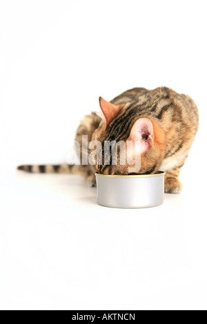 Gatto bengala a mangiare cibo da possibile su sfondo bianco Foto Stock