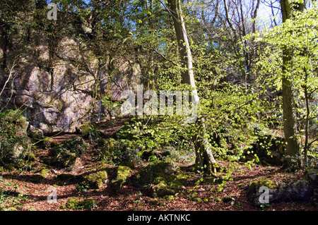 La molla fogliame e dirupi a Woodwell vicino Silverdale nel Arnside Silverdale Area di straordinaria bellezza naturale Foto Stock