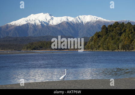 Airone bianco Kotuku Okarito laguna costa ovest di Isola del Sud della Nuova Zelanda Foto Stock
