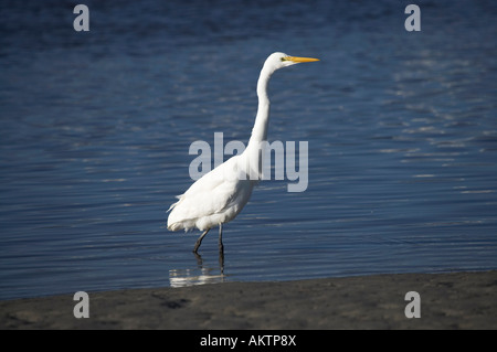 Airone bianco Kotuku Okarito laguna costa ovest di Isola del Sud della Nuova Zelanda Foto Stock