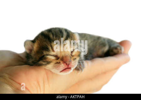 Adorable brown Bengala gattino dormire in mano isolato su bianco Foto Stock