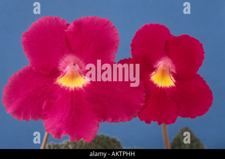 Streptocarpus 'Susan' AGM (Capo primrose) Close up fiore rosso con centro giallo su cyme. Foto Stock