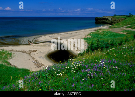 Spiaggia costa costa litorale shore Pokeshaw Park New Brunswick Provincia del Canada America del Nord Foto Stock