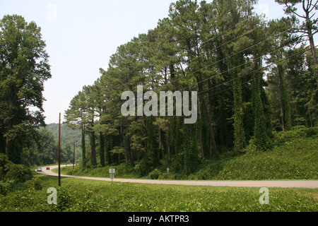 Kudzu vines in Georgia. Foto Stock