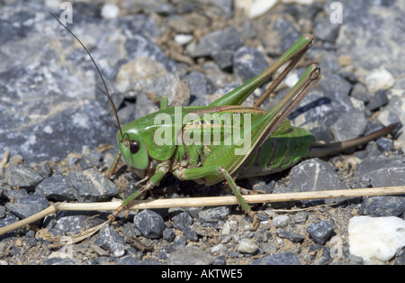Close up grasshopper su roccia Foto Stock