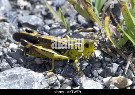 Close up grasshopper su roccia Foto Stock