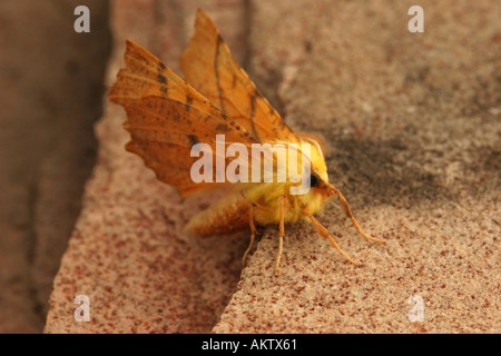 Con spallamento canarie Thorn Moth Ennomos alniaria su pietra arenaria Foto Stock