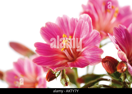 Sassifraga dei Pirenei, Saxifraga umbrosa, close-up Foto Stock