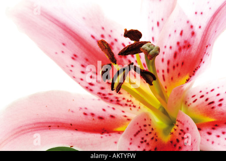 Tiger lily,Lilium lancifolium, close-up Foto Stock