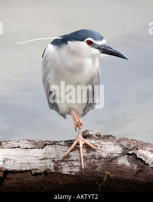 uccello di Hong kong Foto Stock