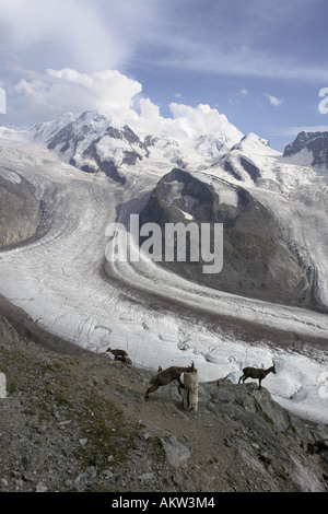 Monte Rosa (Punta Dufour) con con il Gorner Gletscher a sinistra e il Grenzgletscher a destra come visto dal Gornergrat Foto Stock