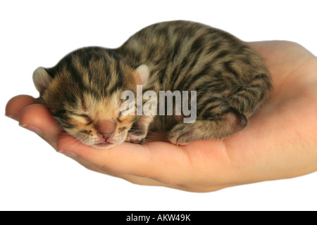 Adorable brown Bengala gattino dormire in mano isolato su bianco Foto Stock