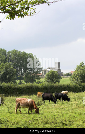 Bovini da latte che pascolano nella prateria tipica con tutti i santi, Wighton villaggio chiesa in background NORFOLK REGNO UNITO Agosto Foto Stock