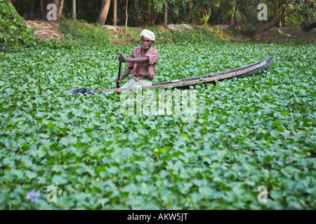 INDIA Kerala BACKWATERS uomo canottaggio canoa attraverso GIGLI Foto Stock