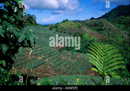 Francia, Polinesia francese, la società arcipelago delle Isole Sottovento, Tahaa island, pineaplles plantation Foto Stock