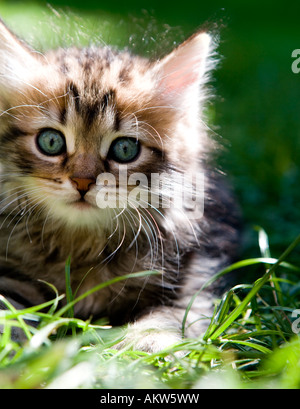 Tabby kitten circa 8 settimane Foto Stock