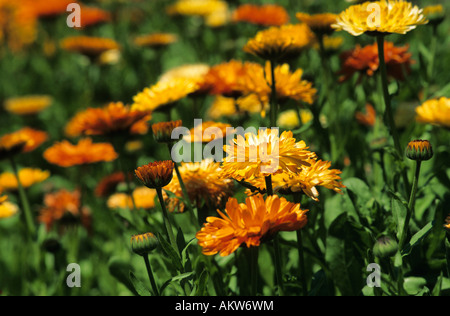 Il francese Le calendule. Foto Stock