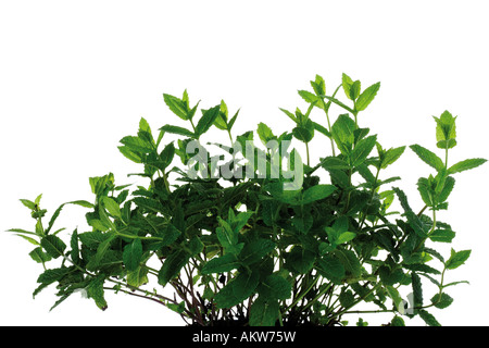 Mazzetto di menta (Mentha spicata var. crispa), close-up Foto Stock