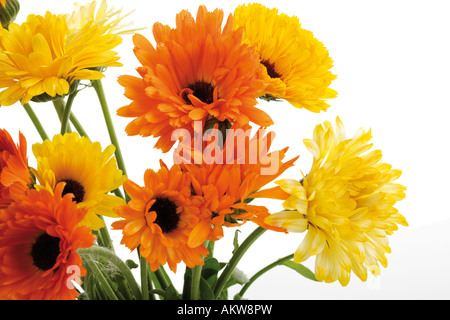 Fiori di calendula (Calendula officinalis), close-up Foto Stock