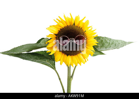 Girasole con occhiali da sole, close-up Foto Stock