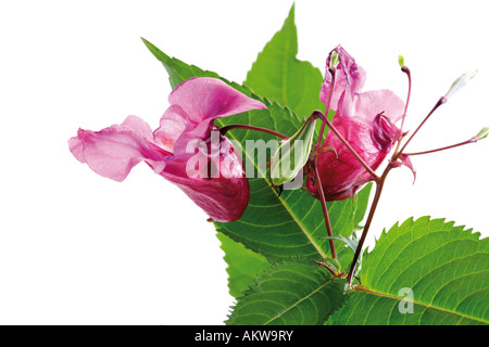 Himalayan (Balsamina Impatiens glandulifera), close-up Foto Stock