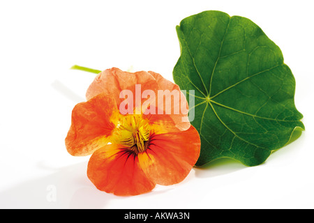 Fiore e foglia di nasturtium (Tropaeolum majus), close-up Foto Stock