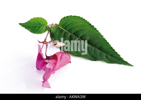 Himalayan (Balsamina Impatiens glandulifera), close-up Foto Stock