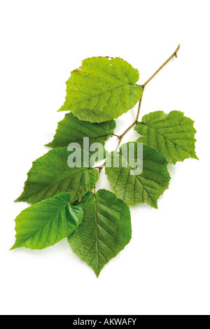 Ramo di albero di nocciole con foglie, close-up Foto Stock
