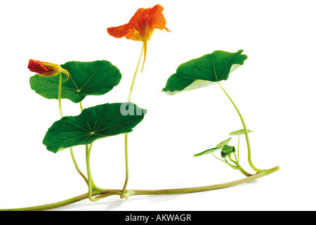 Nasturtium (Tropaeolum majus), close-up Foto Stock