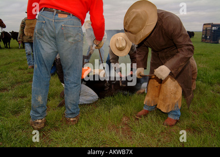 Bovini di Branding su registrazione Camp Ranch North Dakota Foto Stock