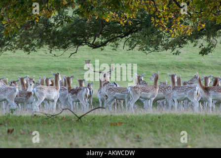 Allevamento di daini rifugiandosi sotto agli alberi Foto Stock