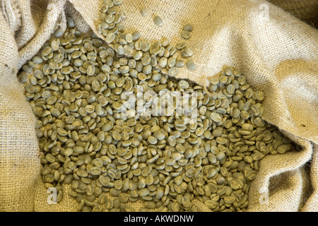 Essiccato Kona Coffee beans in sacco di canapa. Foto Stock