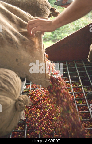 Raccolte di elaborazione Kona Coffee beans. Foto Stock