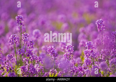 In Germania, in Baviera, Dames razzi, Hesperis matronalis, close-up Foto Stock